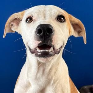 Dora Lee, Black Mouth Cur Mix, young, available for adoption