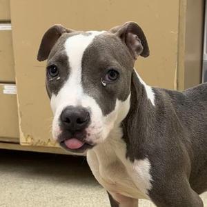 61875289, Pit Bull Terrier Mix, young, available for adoption