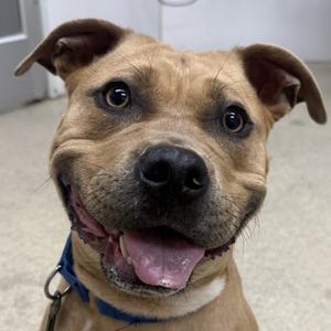 Coco, Pit Bull Terrier Mix, young, available for adoption