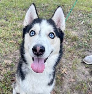 A close-up of a Siberian Husky with striking blue eyes, black and white fur, and its tongue out, standing on grass.