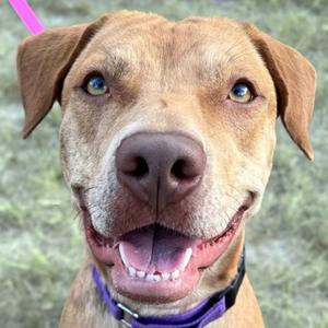 Close-up of a brown dog with blue eyes, wearing a purple collar, looking directly at the camera with its mouth open and tongue visible.