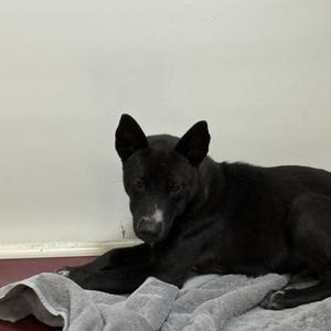 black dog lying on a gray blanket