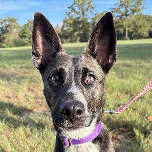 Batty, Australian Cattle Dog Mix, adult, available for adoption