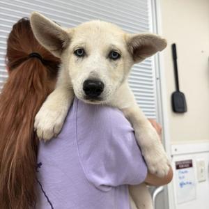 61881182, Alaskan Husky Mix, puppy, available for adoption
