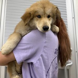 61881209, Great Pyrenees and Alaskan Husky, puppy, available for adoption