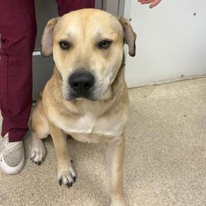 61868309, Labrador Retriever Mix, adult, available for adoption