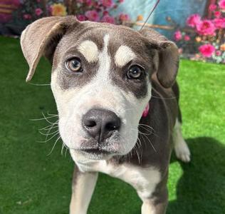 Bella, Pit Bull Terrier and Alaskan Husky, young, available for adoption