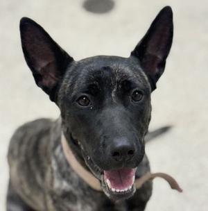 Honor, Dutch Shepherd Mix, young, available for adoption