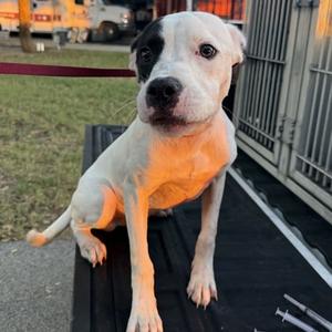 61863034, Pit Bull Terrier Mix, young, available for adoption