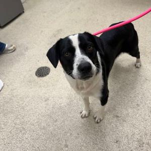 Eightball, Border Collie Mix, young, available for adoption