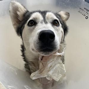 A close-up of a husky dog wearing a cone, looking directly at the camera.