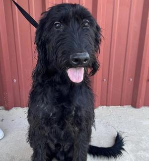 61881652, Poodle - Standard Mix, young, available for adoption