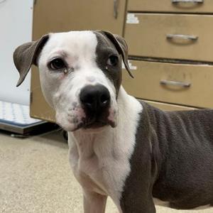 61875279, Pit Bull Terrier Mix, young, available for adoption