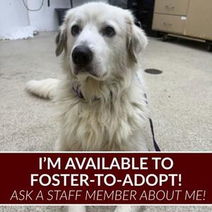 Java, Great Pyrenees Mix, adult, available for adoption