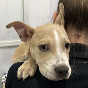 61863020, Pit Bull Terrier Mix, puppy, available for adoption