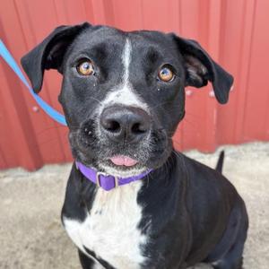 Guava, American Pit Bull Terrier and Labrador Retriever, adult, available for adoption