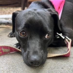 Tilly, Mixed Breed, adult, available for adoption