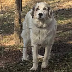 A large, white dog with long fur standing behind a wire fence in a grassy area.