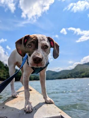 Cherry Garcia, Hound, young, available for adoption