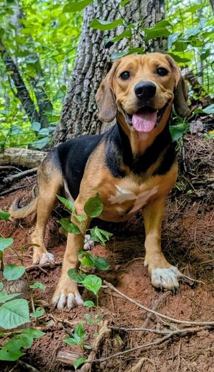 Peaches, Beagle, young, available for adoption