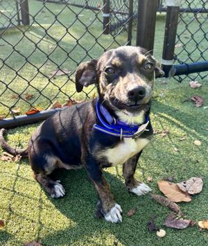 Poppyseed, Mixed Breed, adult, available for adoption
