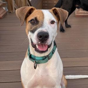 Petey, Terrier, American Pit Bull, available for adoption