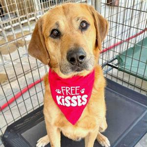 Brutus*, Retriever, Labrador, adult, available for adoption