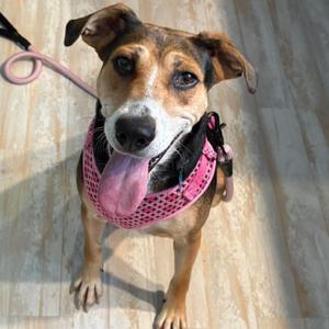 Georgia, Beagle, adult, available for adoption