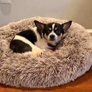Marco, Chihuahua, adult, available for adoption