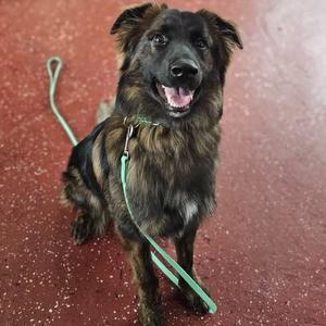 Brooks, Shepherd, Dutch, available for adoption