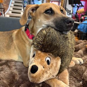 Juliet, Cattle Dog, available for adoption