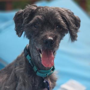 Nimbus, Poodle, adult, available for adoption