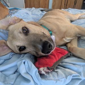 Baloo, Retriever, Labrador, available for adoption