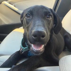Snoopy, Retriever, Labrador, available for adoption
