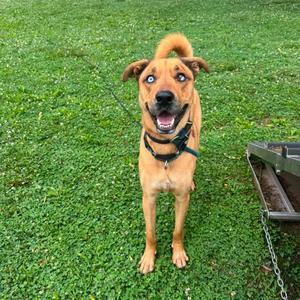A happy brown dog with blue eyes standing on a grassy field.