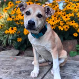 Joey, Retriever, Labrador, puppy, available for adoption