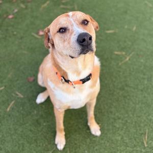 A tan and white dog with a black and orange collar sits on a patch of green turf.