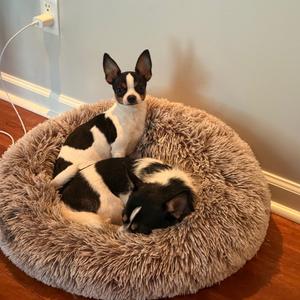 Polo, Chihuahua, adult, available for adoption