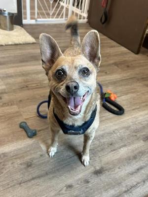 A small dog with large ears and a happy expression, wearing a blue harness, standing on a wooden floor with a leash and a toy bone nearby.