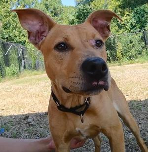 Garfunkel, Terrier / Mixed Breed, adult, available for adoption