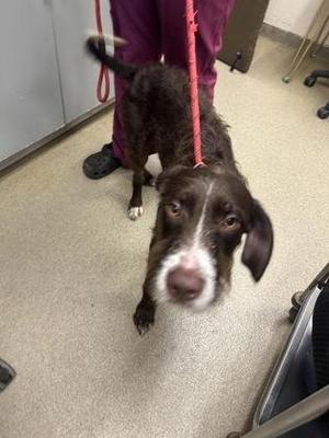 Boone, German Wirehaired Pointer / Mixed Breed, puppy, available for adoption