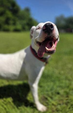 Luna, Terrier / Mixed Breed, puppy, available for adoption