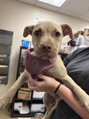 Kaia, Terrier / Mixed Breed, puppy, available for adoption