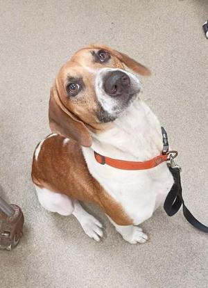 A brown and white beagle dog sitting on a carpet, wearing an orange collar and a black leash.