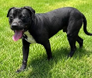 Apollo, Terrier / Mixed Breed, puppy, available for adoption