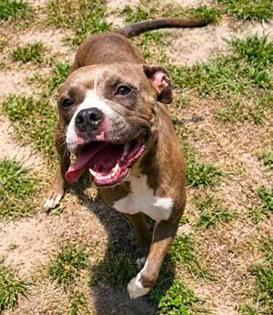 Greta, American Staffordshire Terrier / Mixed Breed, young, available for adoption