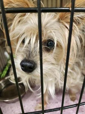 Brianna, Yorkshire Terrier / Mixed Breed, young, available for adoption