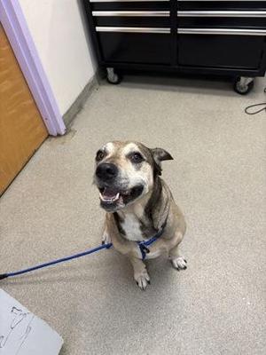 Buddy, Hound / Terrier, senior, available for adoption