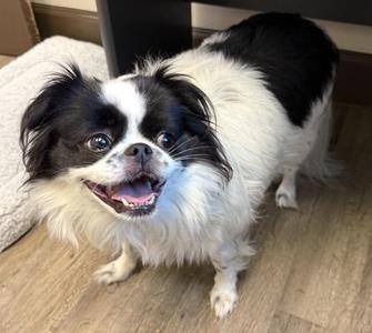 Buster, Japanese Chin / Mixed Breed, adult, available for adoption