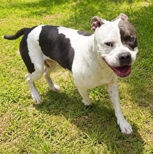 Blaze, Mixed Breed, young, available for adoption